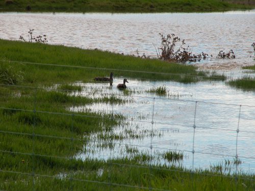 Wood ducks in the paddock surrounding the main waterhole (Willow Tree). The water just couldn’t spill out of the dam quickly enough to keep from backing up into the surrounds.