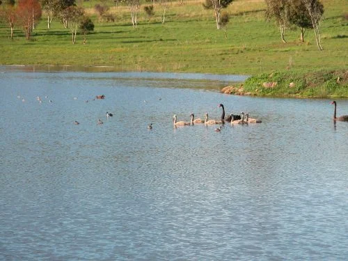 The swan family with the mountain duck family in the background. The mid-sized ducklings are a group of diving duck babies without any parents around.