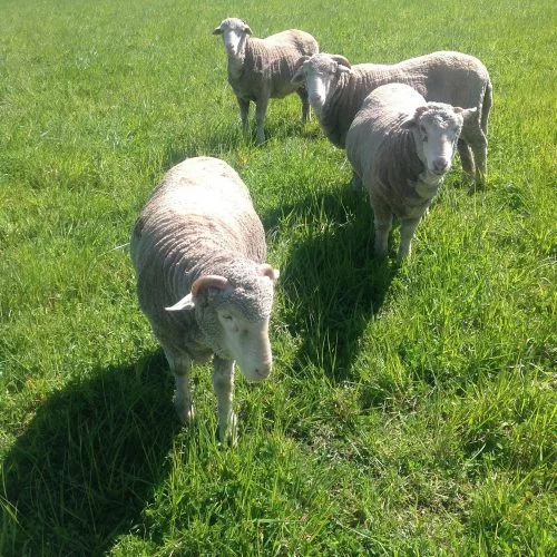 Leo, in front of Prince, with Horatio and and un-named wether looking on, in a paddock with lots and lots of clover.