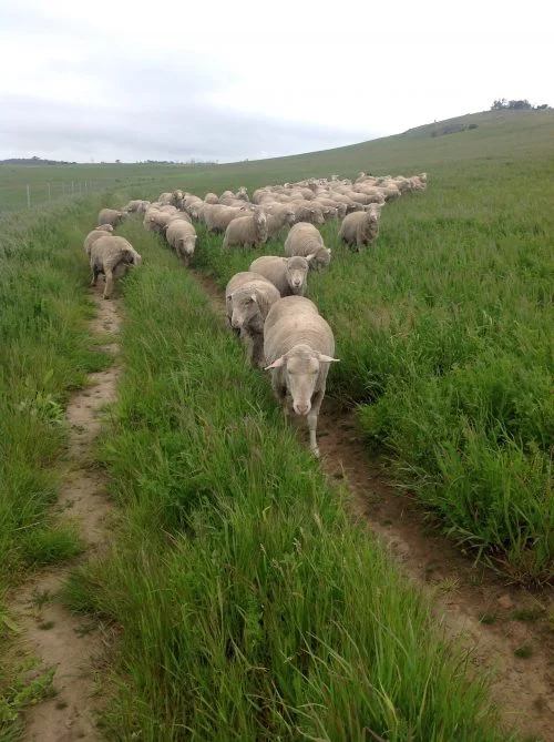 Difficult Girl leading the mothers-to-be in the lucerne: she is NEVER up front in the main flock–always at the back fighting the dogs. Part of the leadership chaos in this small flock with too many would-be leaders?
