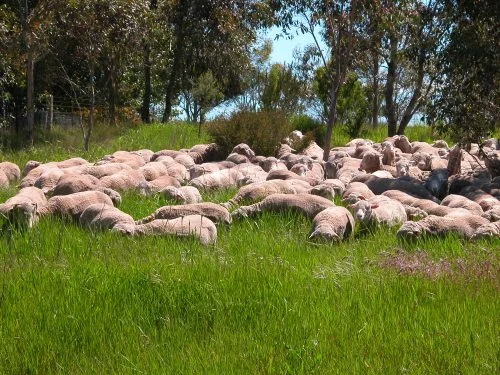 The main flock having a spectacularly good time grazing in the home paddock–the revegetation area behind my house–on a shepherding circuit.    