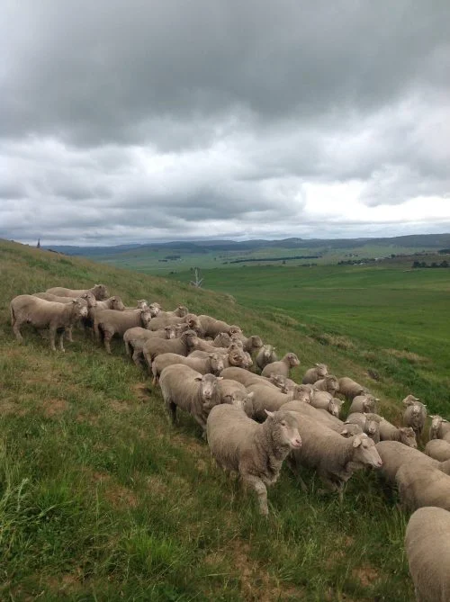 Mothers-to-be in the corner of the paddock where they spent most of the first 3 weeks–uphill, upwind and apparently disinclined or unable to agree to go anywhere else.