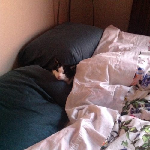 Leaving my nice warm bed and snuggly kitty was not easy this morning. Skye was still under the covers when I finished running the dogs