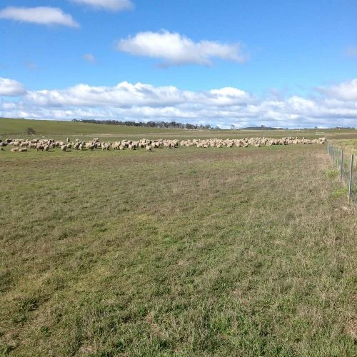 P1: Resting up after morning tea in the lucerne. Back to the Racecourse for the rest of the day.