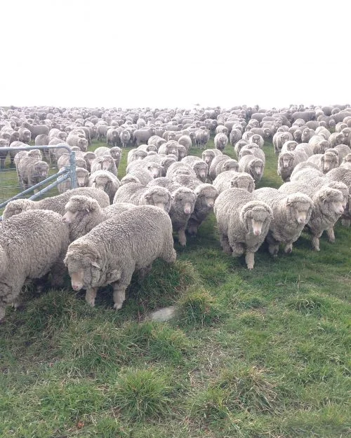 P1: Into the Road Paddock