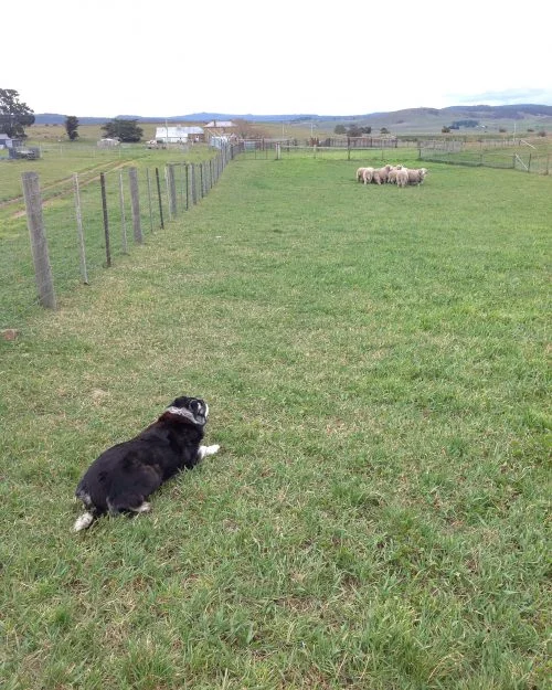P2: And into the yards. The rams will be first into the shed tomorrow. Done for today and glad of it. My feet are ACHING!