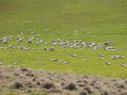 P1: Part of the flock resting in the morning sunshine. They’re in the lucerne, I’m at the top of the hill.