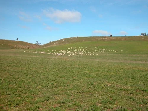 P2: The view from the lower side of the lucerne, looking up at Eagle Ridge, where I was sitting for photo P1