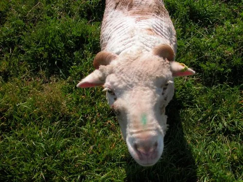 P3: A freshly shorn Elf.