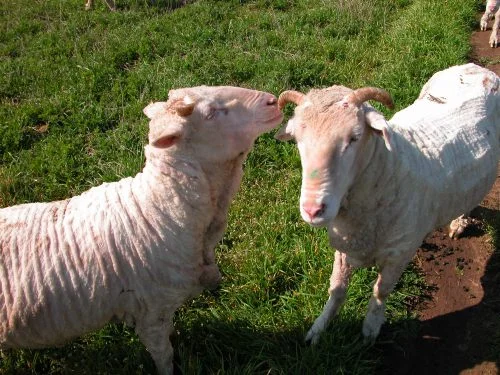 P4: Jeff (right) and friend