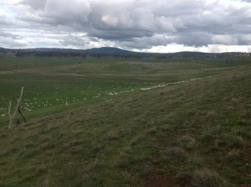 P5: Another view of the flock in the lucerne from the top of Eagle Ridge.   