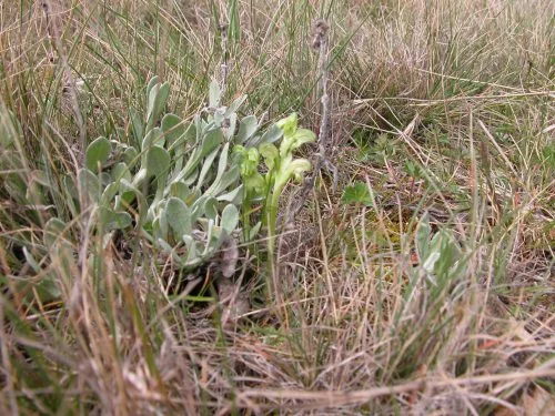 P2: First wild orchid sighting this spring–a tiny greenhood.
