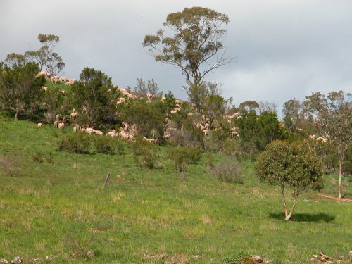 P3: Back into the patch of Patterson’s Curse on 8 October.