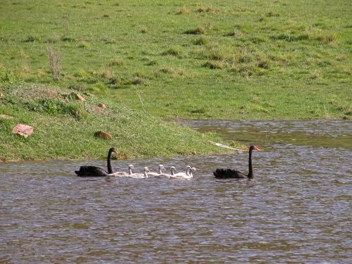 P4: Swan family photo, 16 September