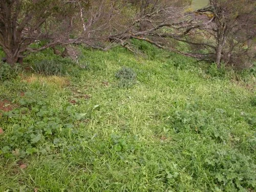 P1: The same hill as in the video, but looking uphill. They’ve cleaned up the Patterson’s Curse down to the stalks, but left the geranium and thistles behind.