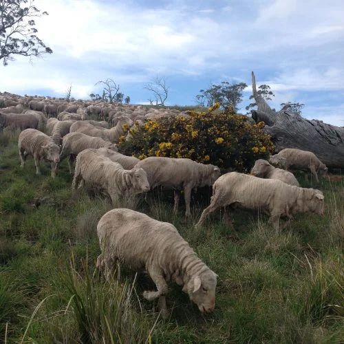 P5: Gorse blossoms for morning tea, as we head down the hill for a trip into the Highway Reserve.