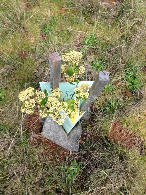 P6: Dogwood in bloom–the first I’ve seen since the planting 3 years ago. Admittedly, they were 3 very tough years for plants!   