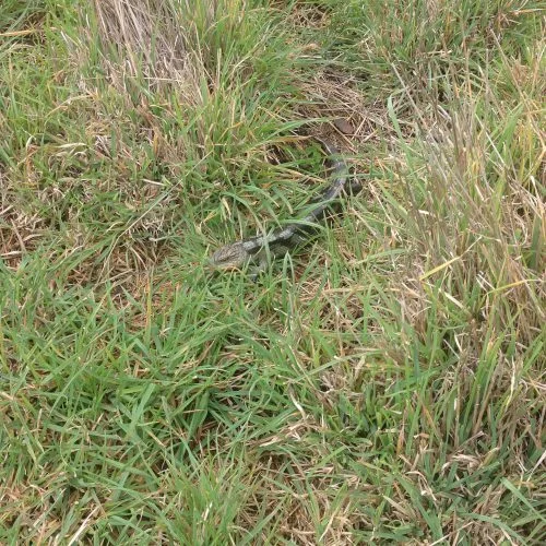 P4: A blue-tongue lizard (Tiliqua nigrolutea) hanging out in long grass. I nearly stepped on him because he’s so well camouflaged.