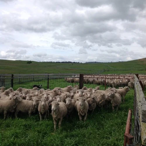 In the yards to draft off the ewes for “joining” with the rams. Going to try an autumn lambing.