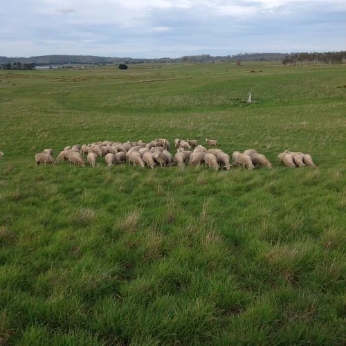 The rams are out–now we’re committed to babies in March! 98 ewes and 3 rams.