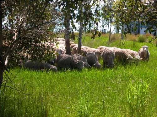 In the home paddock, behind my house. The revegetation area has LOTS of diversity, much of it trees and shrubs. They had a grand old time, and even sampled my volunteer sweet peas.