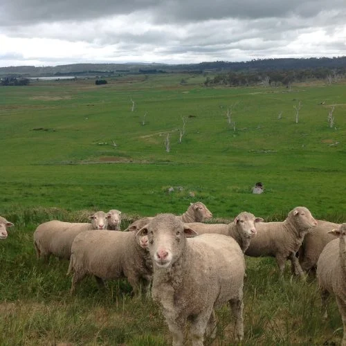 Clara with the mothers-to-be, at the top of Old Cabin. The creek at the bottom below them is still quite wet, so as far as I know they never crossed it–just hung out on the drier hillside. &nbsp;The rams will be with them for one more week.