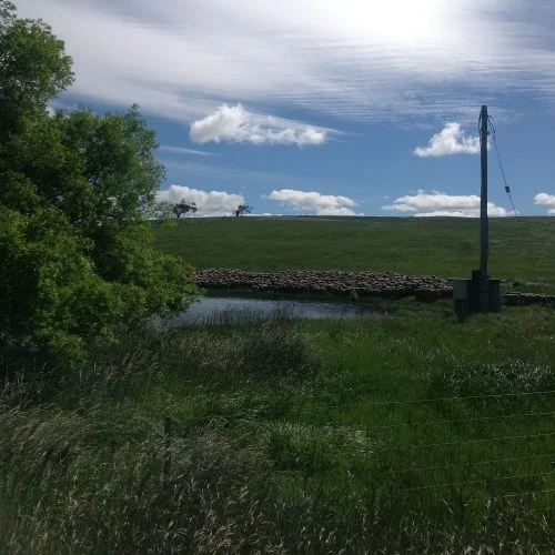 Grazing the willow tree water hole two days ago–at least a bit more diverse than the Racecourse Grazing Area.