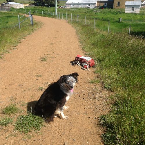 Young Pearl (Janie’s daughter) got a bit of work experience while Chance is recovering from eye surgery and a nasty leg abscess. He’s well on the mend, but it was a wake up call that I MUST get started on shepherding training for the younger dogs!