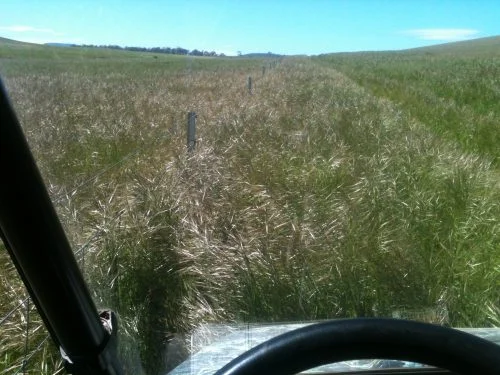 The view through my windscreen on the Polaris as I started out mowing the lucerne track this morning. You can only just see the tops of the fenceposts among the speargrass, making it about chest high on me. I haven’t had the slasher out of the shed for two years!