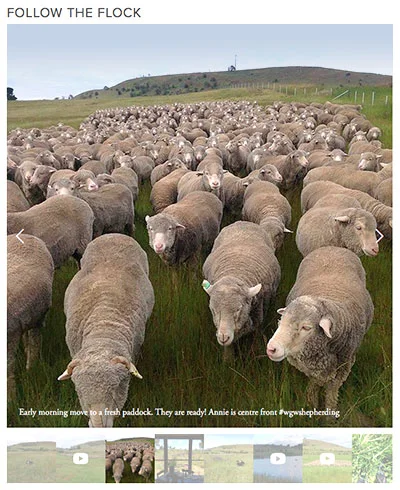 Follow the flock and daily life on the farm