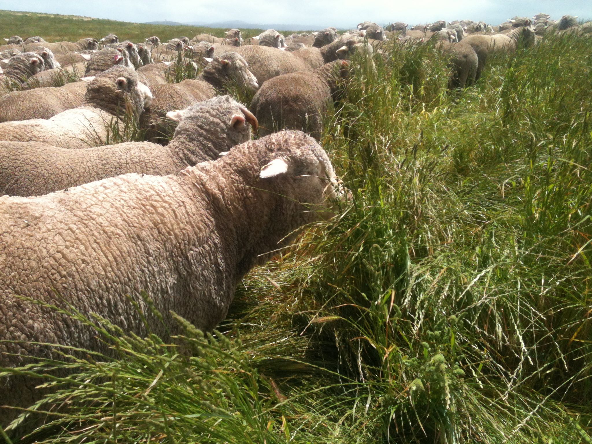 Grazing the long rye grass in one of the Racecourse Grazing Area paddocks. I think Clara is the sheep in the foreground.