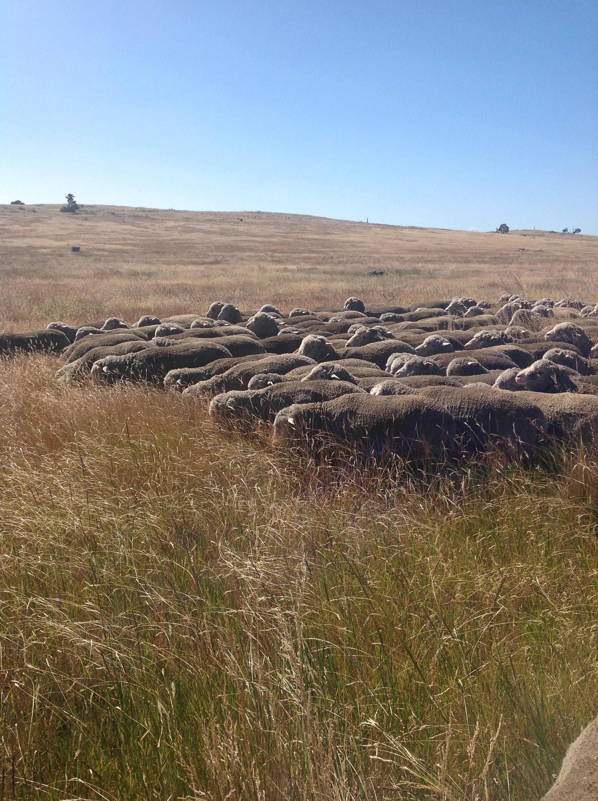 This photo gives you an idea of the diversity of grasses this year. This was taken in a "cocksfoot-dominated ryegrass" paddock, where normally I see just those two grasses, the occasional annual grass, dandelions and clover. Many of these grasses are ones I don't recognise.