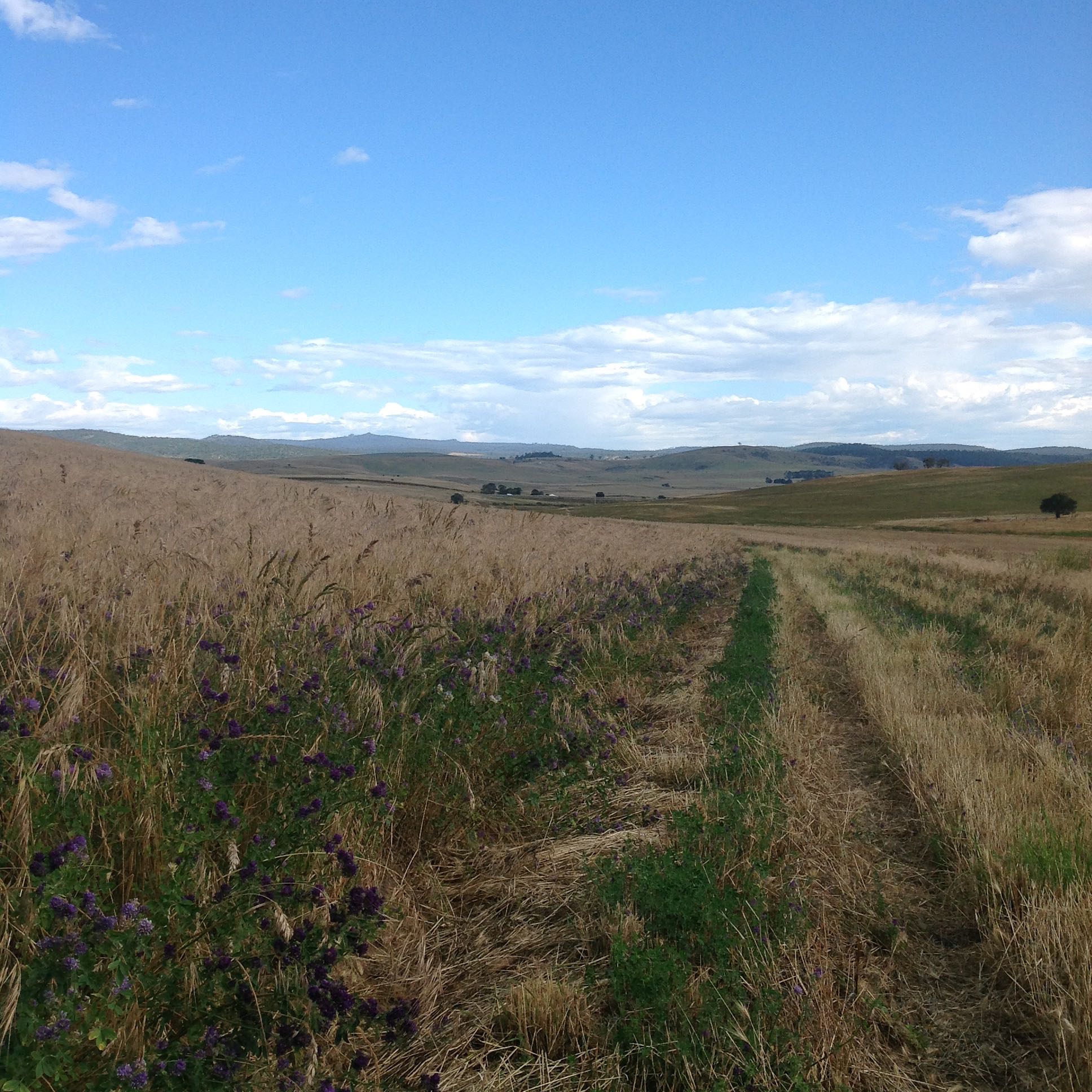 The lucerne with its canopy of introduced speargrass. This is not far from the point where the mower gave up. The purple flowers are lucerne (alfalfa) blossoms. The speargrass seeds are hazardous to sheep, dogs and humans: like most annual grass seeds, speargrass seeds are designed to get caught on ANY handy surface, thence to be dispersed by the unlucky host. The seeds are sharp enough to embed in skin or eyes.