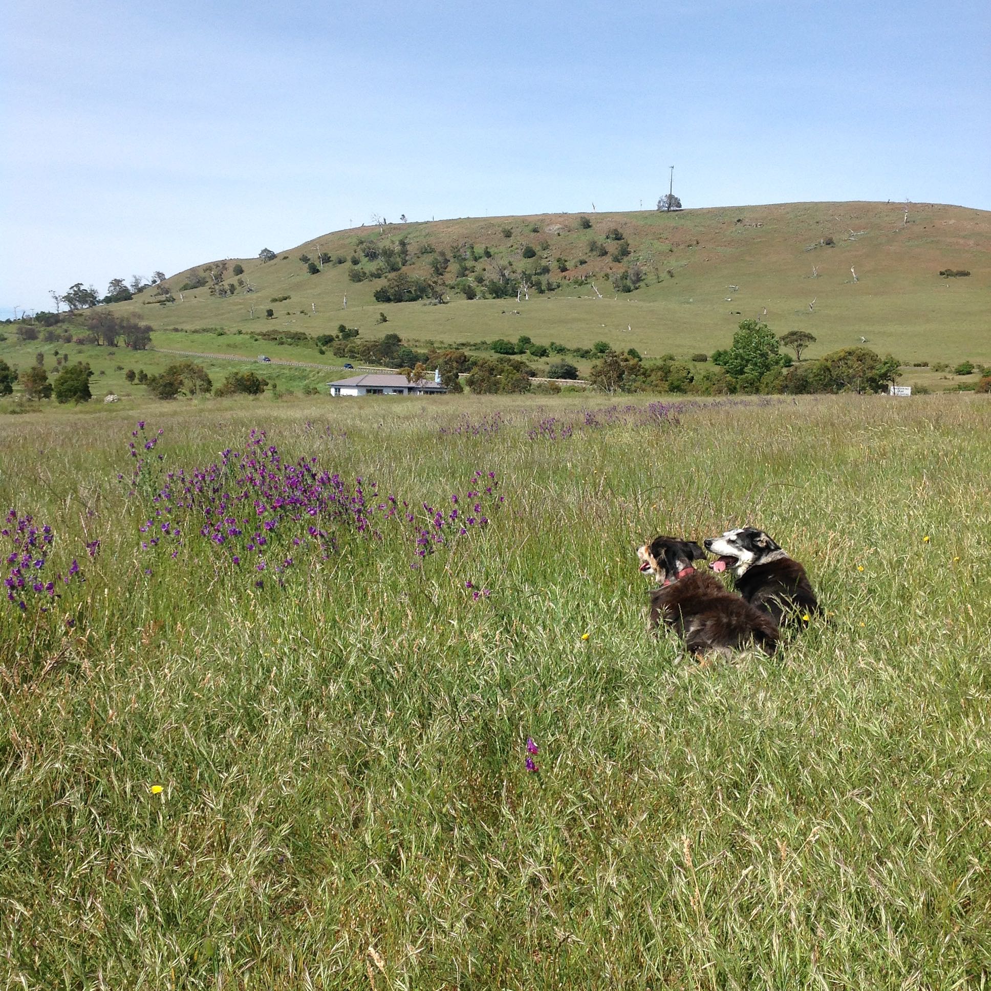Janie and Chance near one of the patches of Patterson's Curse, the morning I put the flock in. Below, the next morning, voilå! no Patterson's in sight.