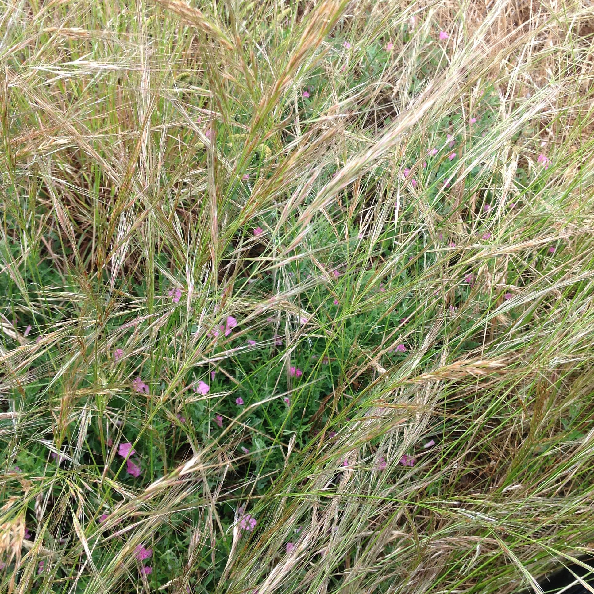 Blushing bindweed (native convolvulus) hiding under a canopy of native grasses.