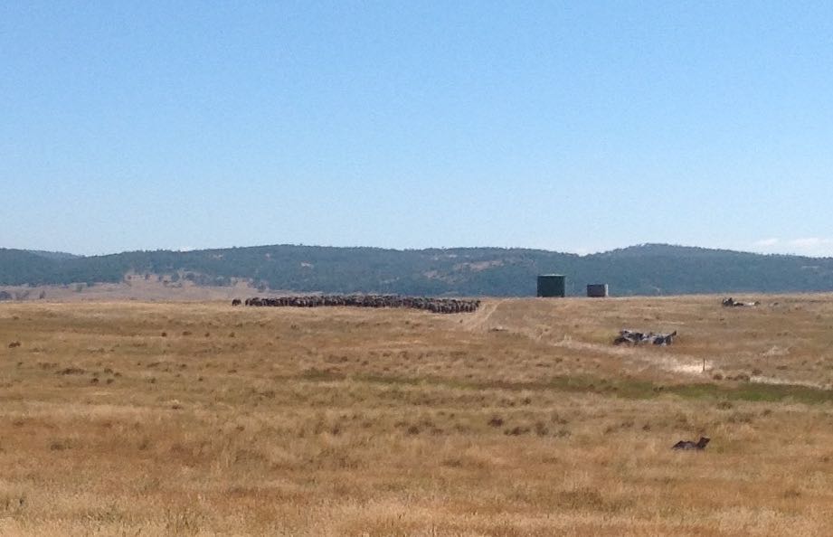 Yesterday's mid-day rest spot: a large flat rock area, right near a water trough and at the top of the hill.