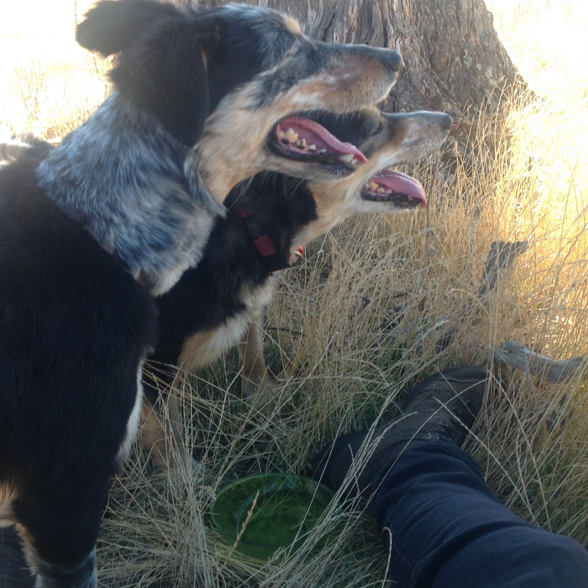 Pearl (foreground) and her mama Janie, resting in the one bit of shade near the sheep grazing the flat yesterday.