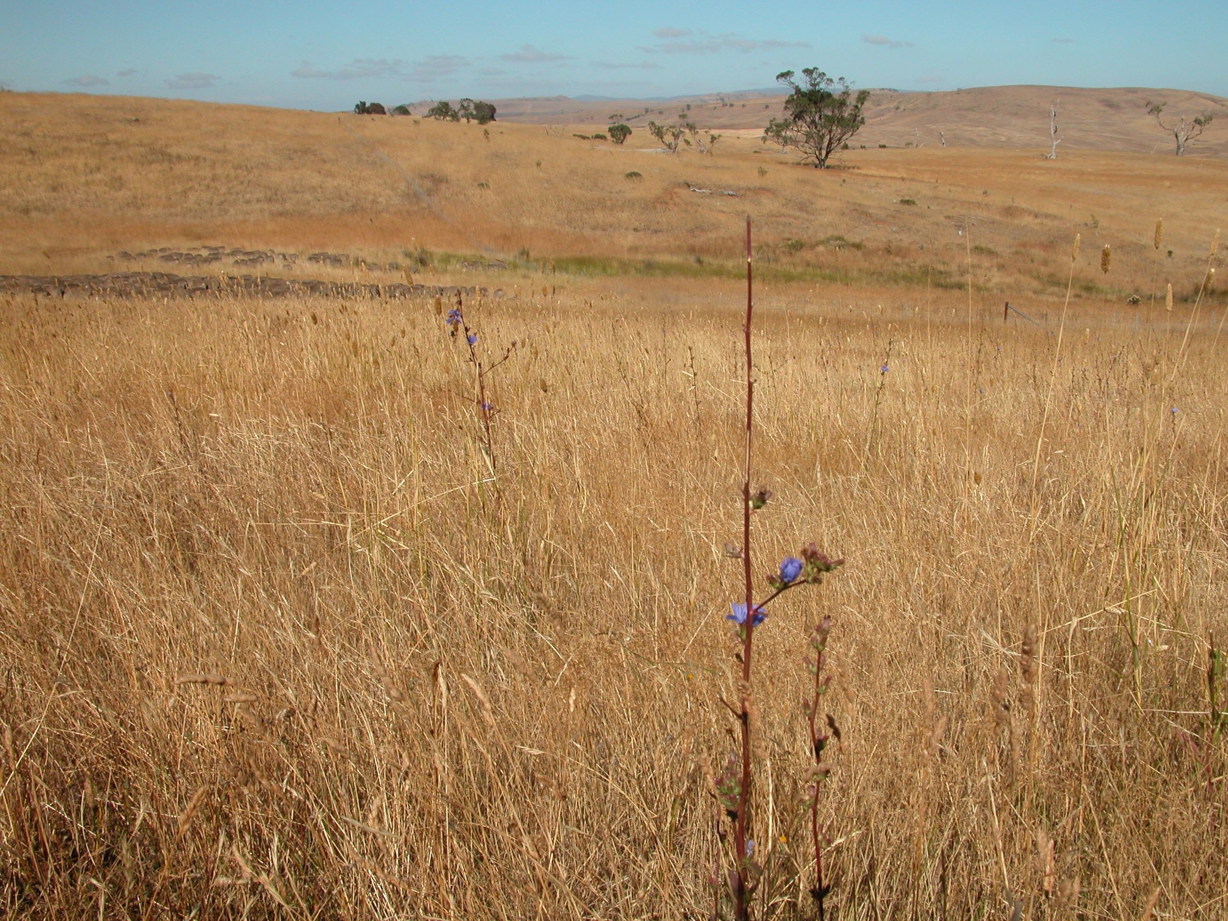 P2: I love the way the flock grazes and moves along--these two chicory plants attest to the light touch of grazing when there is plenty to go around.
