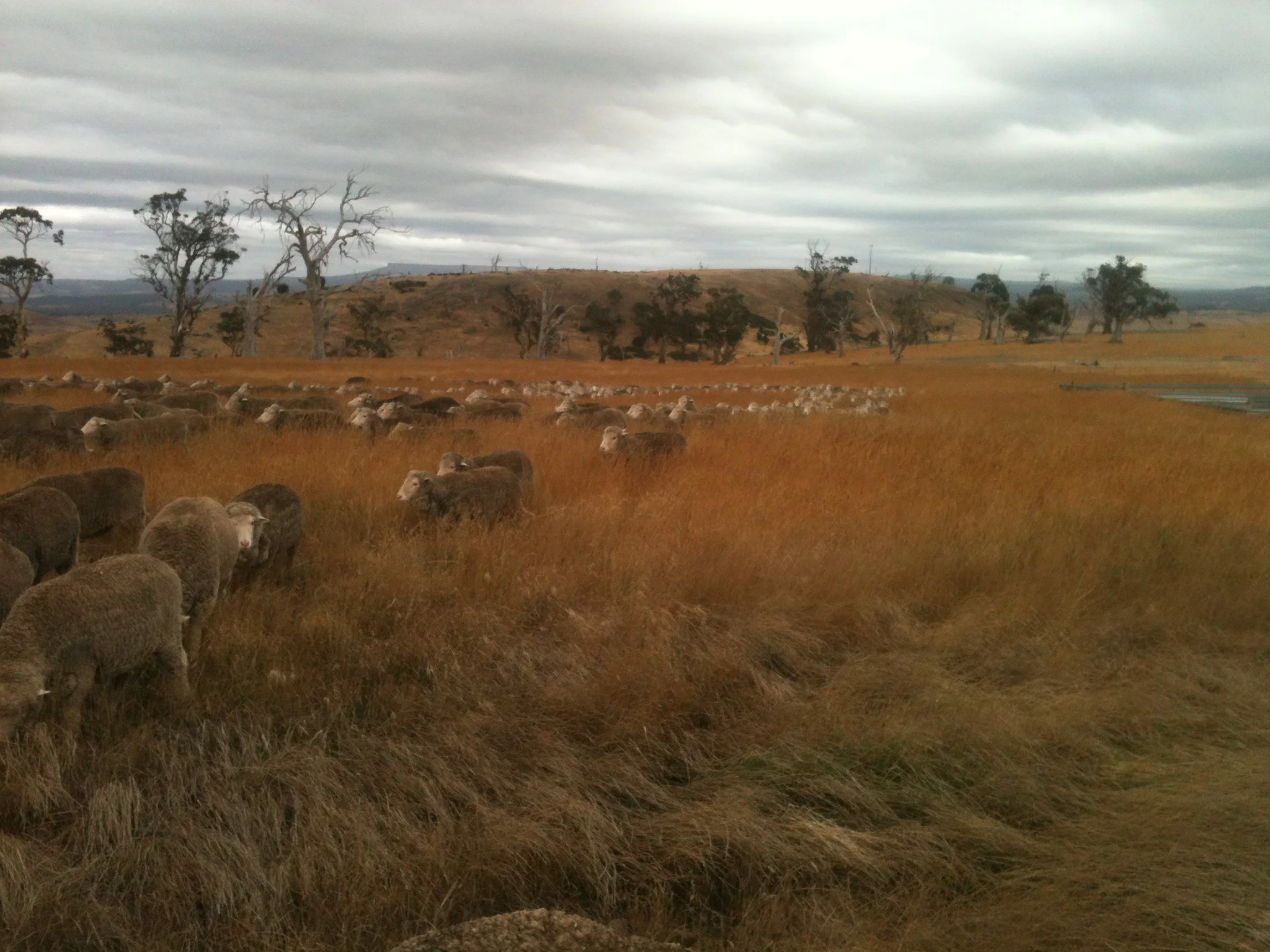 Settling in for Lambing