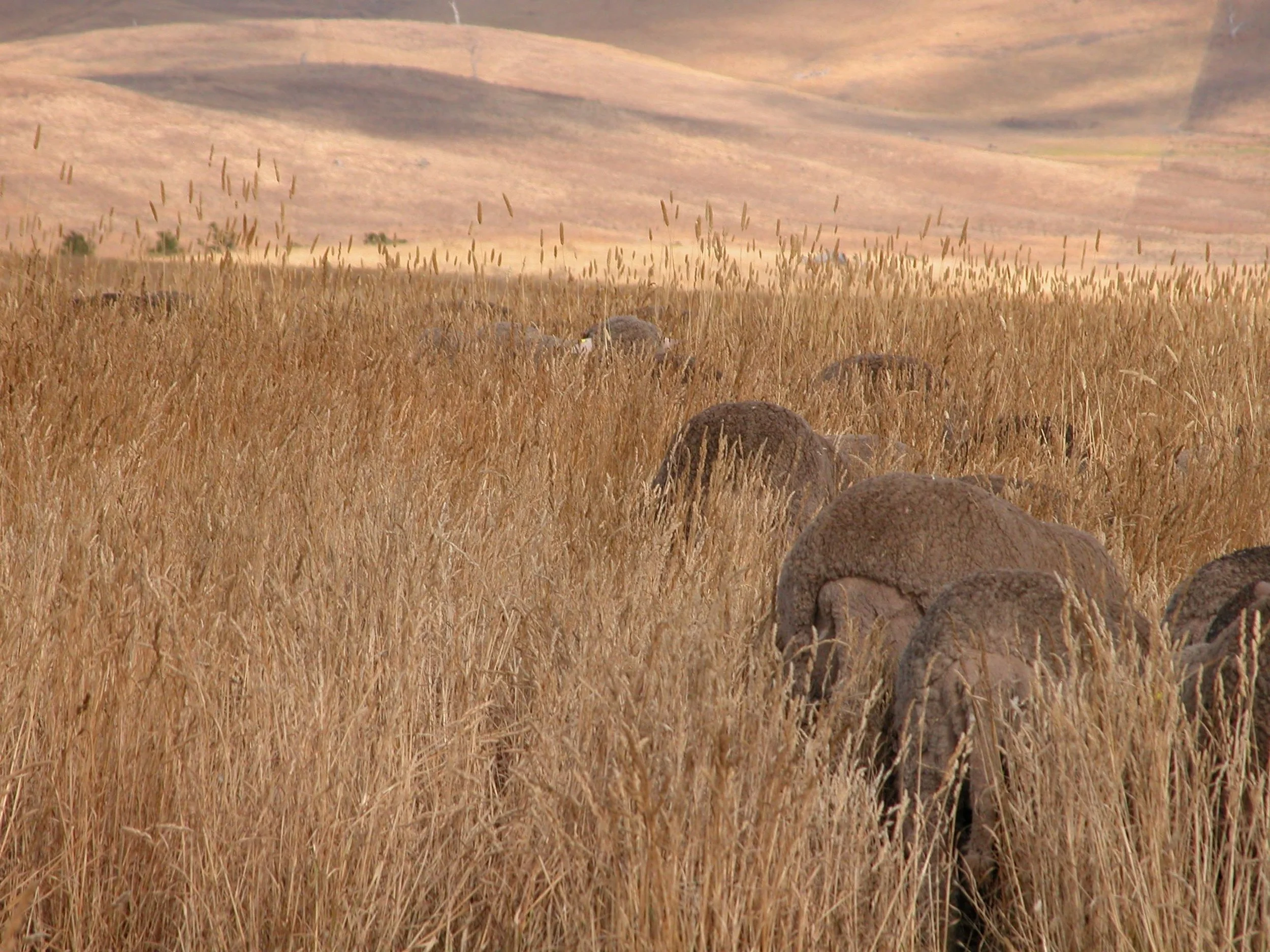 Heading into the Back Gully. &nbsp;They made their way surprisingly quickly through the dense grass. &nbsp;They must be getting used to it!