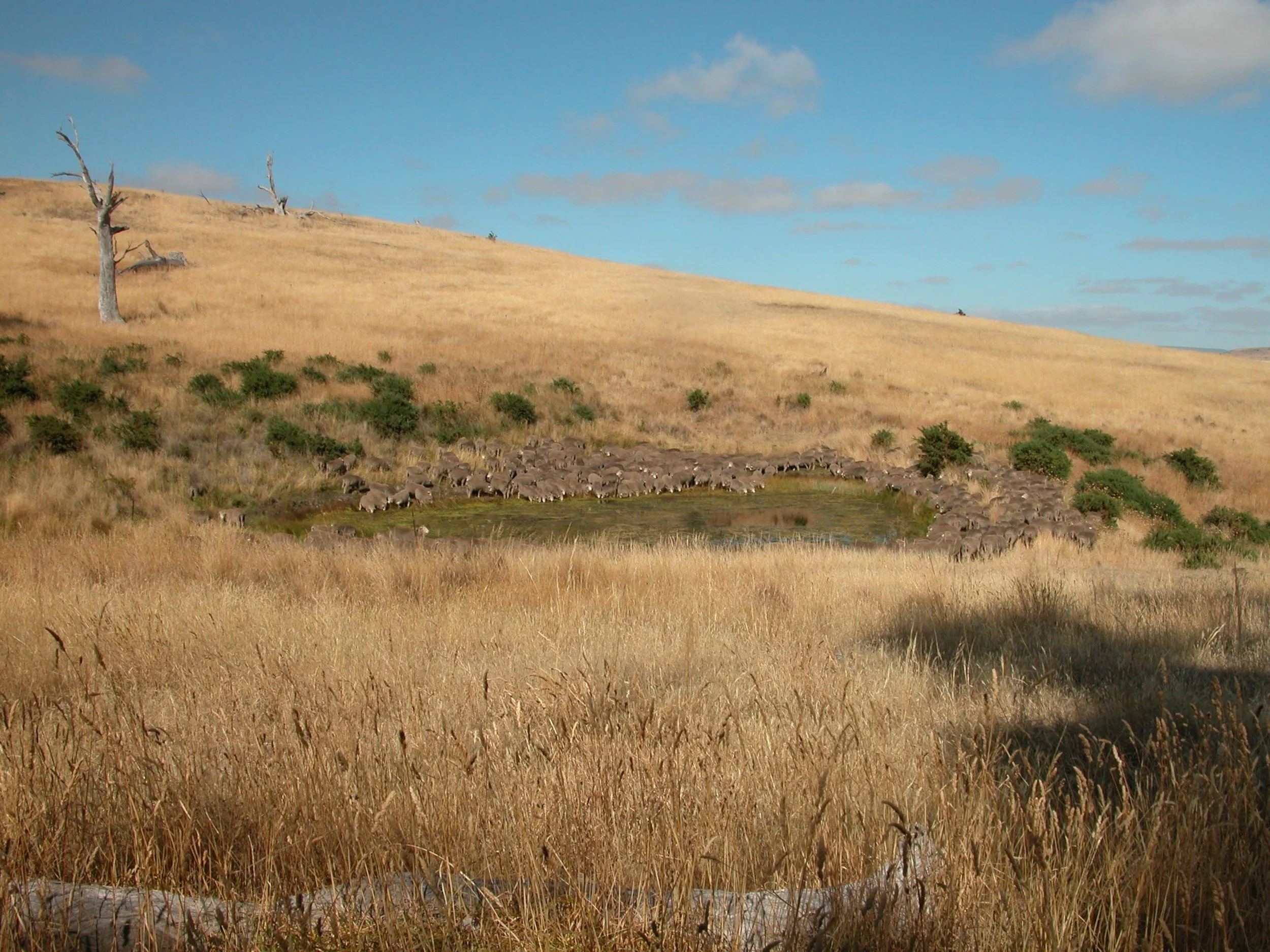 The waterhole in the Back Gully Reserve.