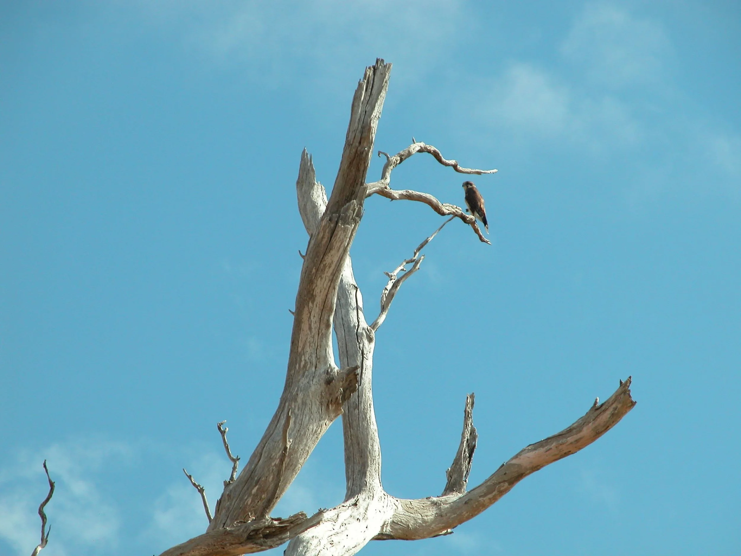 A swamp hawk, or brown goshawk, watching for possible prey in the long grass this morning.