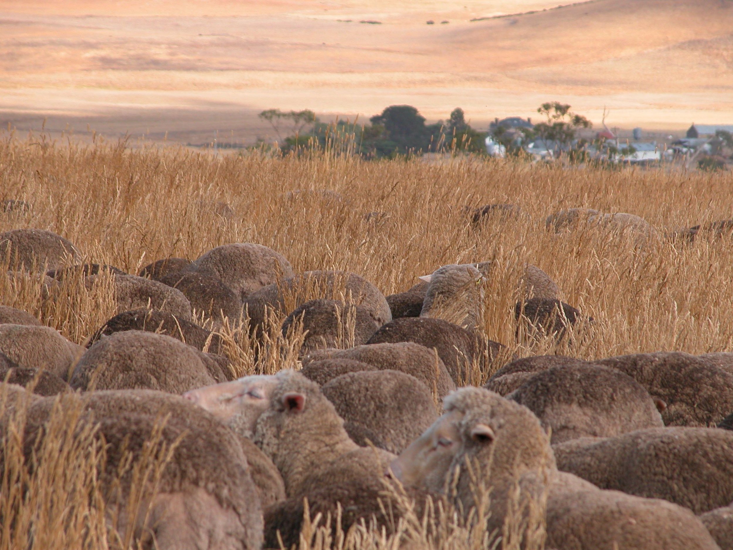 At the gate into the Back Gully from the Grass Gully last week. In the following photos I'll show you shots from the same or nearby vantage points in past years. Rainfall total in the previous 12 months was 636 mm / 25 in and grazing pressure was 500 sheep or 0.5 sheep to the acre.