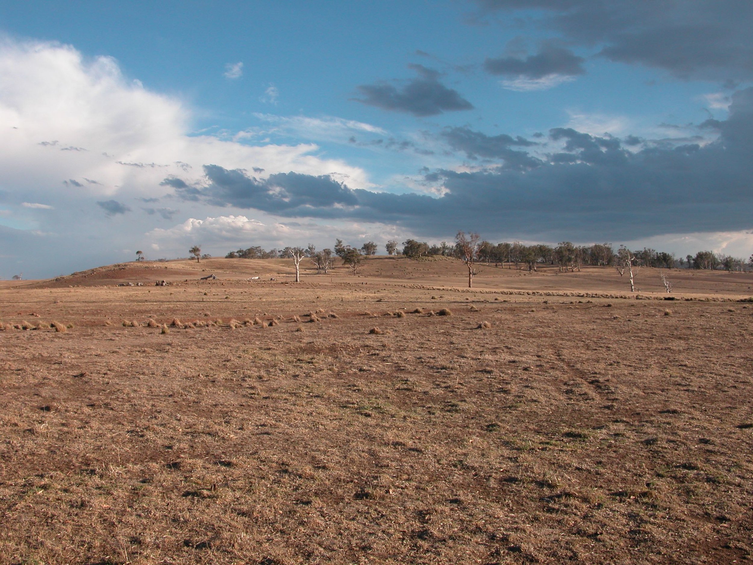 In the Grass Gully (gate to the Back Gully is on far right) in 2008. Rainfall for the previous 12 months was 270 mm or 10.6 in. Grazing pressure was 1700 or nearly 2 to the acre. In response to the obvious forage challenge I sold sheep and put the remaining 800 into a "drought lot" where they were fed grain and hay as a full ration. I had fed sheep grain in the paddock in the previous year, which kept them going, but didn't help the landscape.