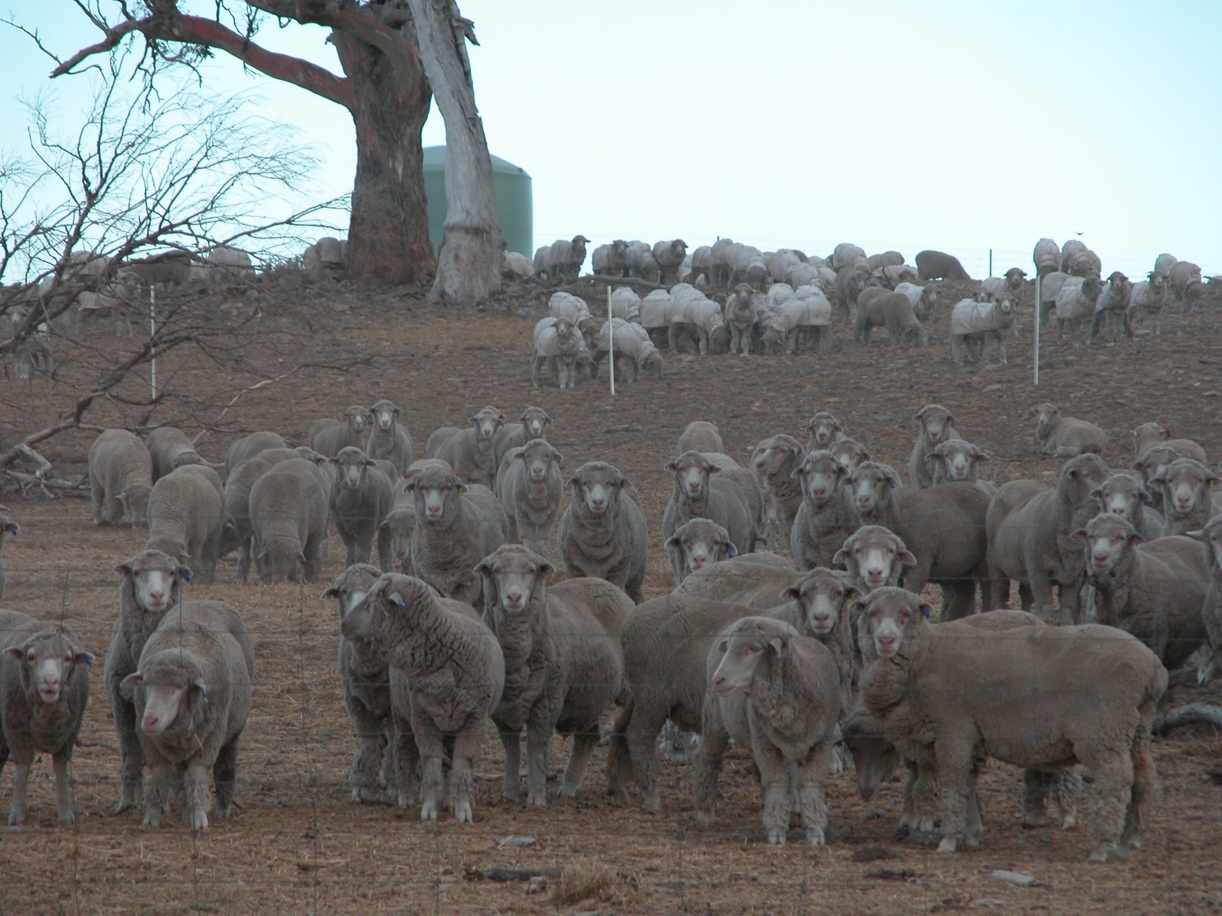 I operated the drought lot for 8 months, waiting for a break in the weather, and spent about $150,000 on feed. While the sheep did not lose condition, they weren't particularly healthy, a result I attribute to lack of exercise. The lambing following the drought lot was the worst I have had--before or since--for lambing problems. It was this experience that convinced me I had to change the way I farm or get out of the business.