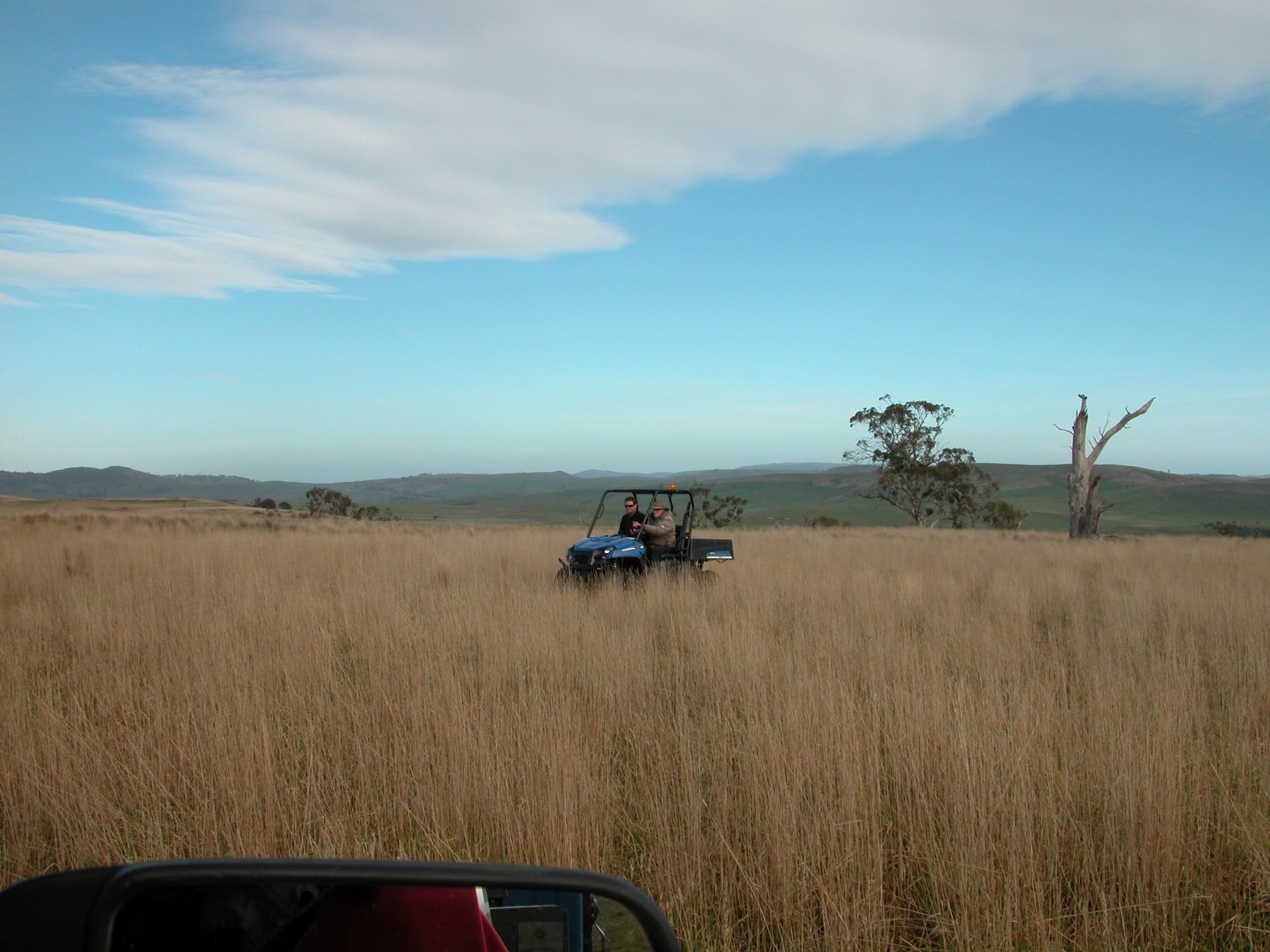 The first test drive of the Polaris Ranger, with stockman Davey at the wheel in August 2011. This is the Grass Gully, at the same approximate location as the paddock shot in 2008. Rainfall over the previous 12 months was a whopping 677 mm or 26.6 inches. Grazing pressure was 1200, or 1.3 sheep to the acre. This is not unlike the way the Grass Gully looks at the moment.