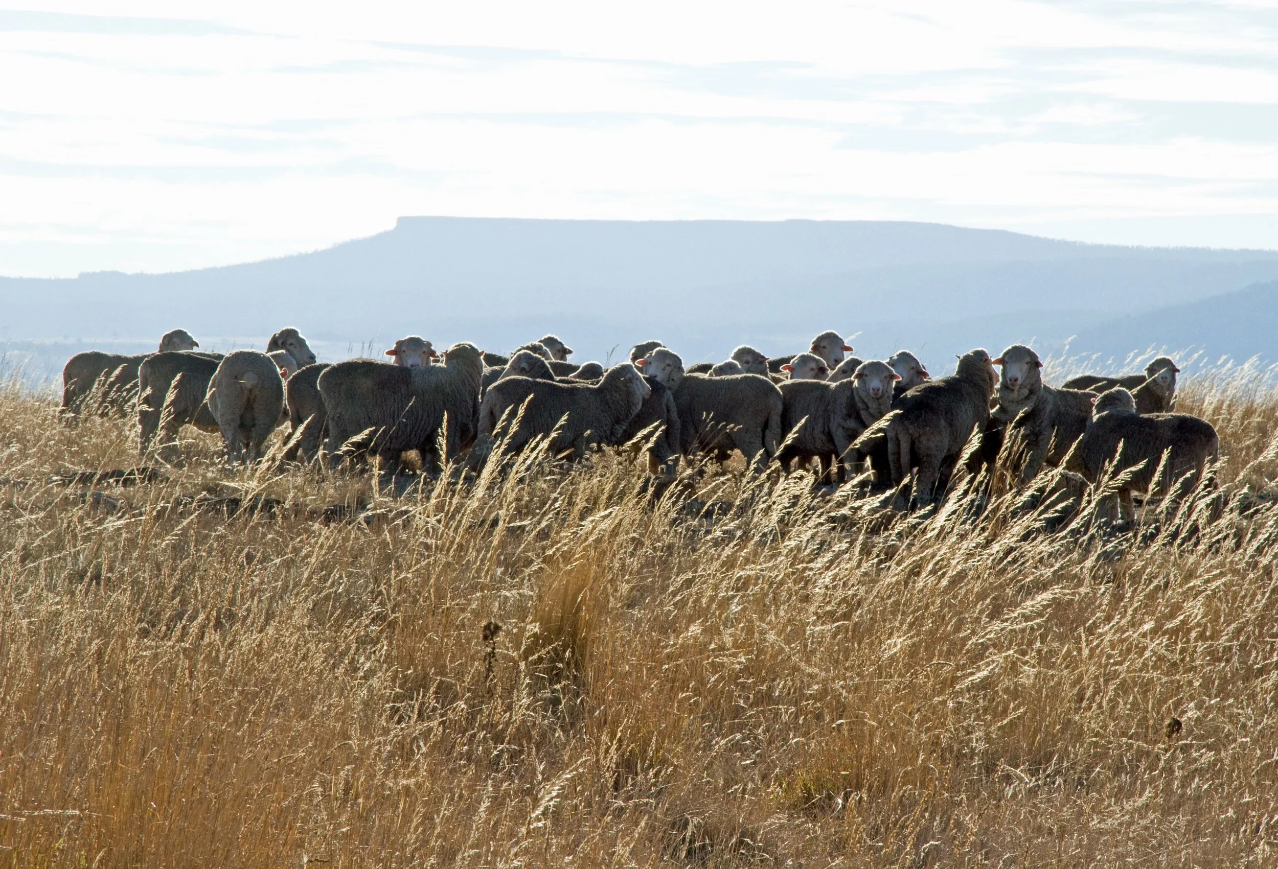 Taken in a native pasture section below the Grass Gully in April 2012, the effects of the 2011 bonza year are still evident. Rainfall in the previous 12 months was 522 mm or 20.5 inches. Grazing pressure was 1200 or 1.3 to the acre.