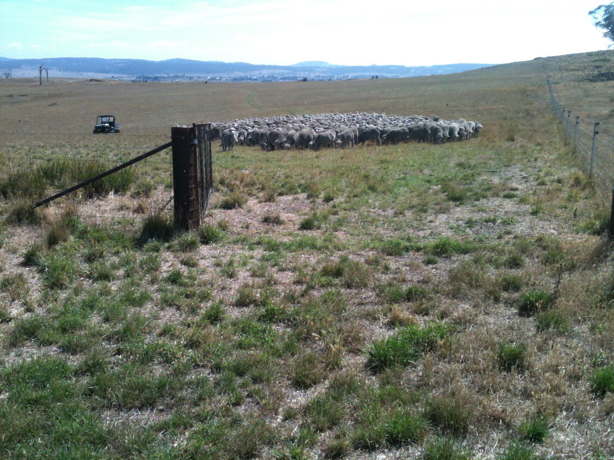 The same gate as in the top photo, from the Grass Gully into the Back Gully in January 2015. Previous 12 months' rainfall was 356 mm or 14 inches. Grazing pressure was 1000 or 1.1 to the acre.