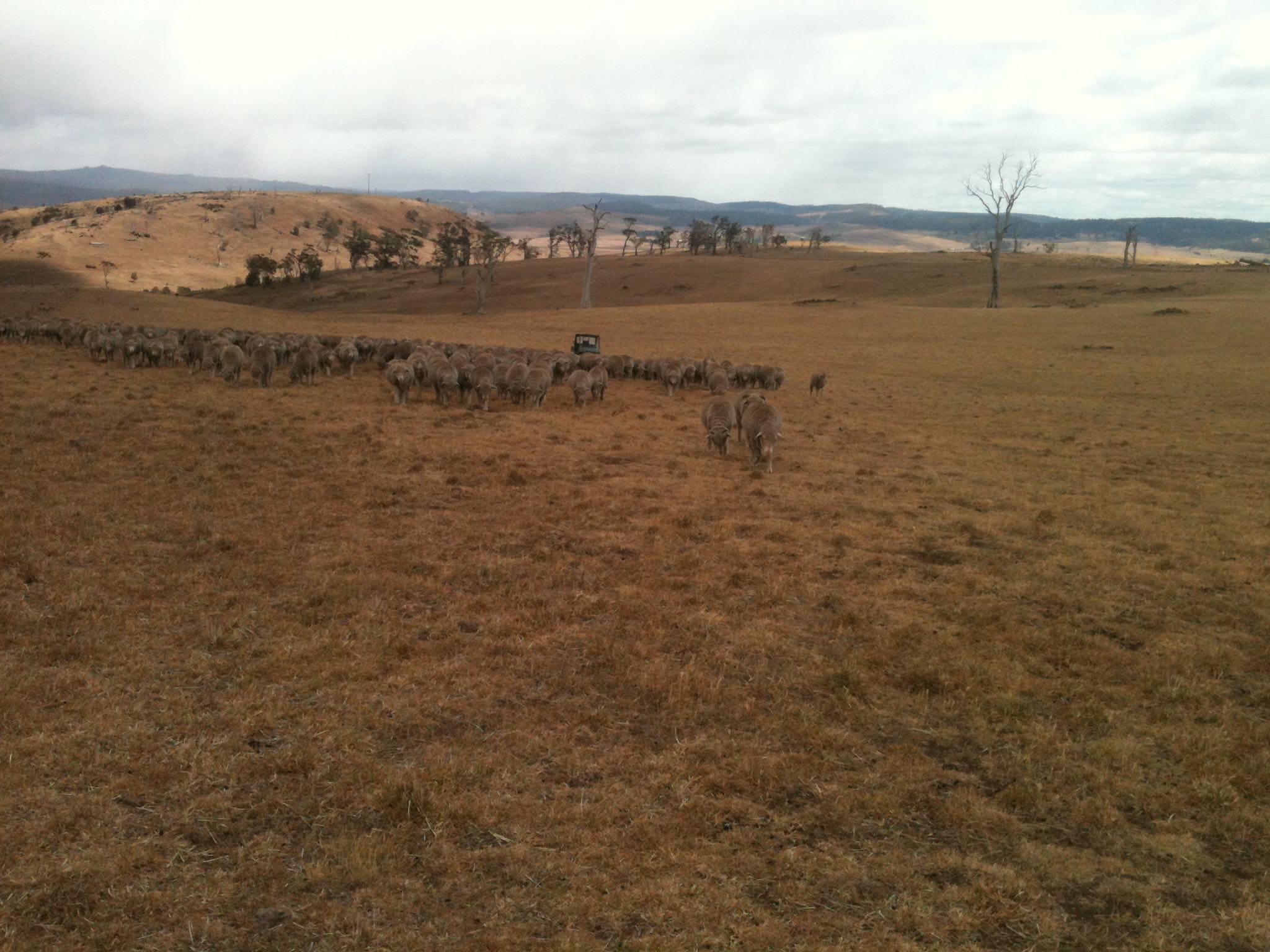 Approaching the same gate from the Grass Gully into the Back Gully in December 2015. Previous 12 months' rainfall was 332 mm or 13 inches. Grazing pressure was 1000 or 1.1 to the acre. It was at this point I reluctantly opted to sell half the flock.