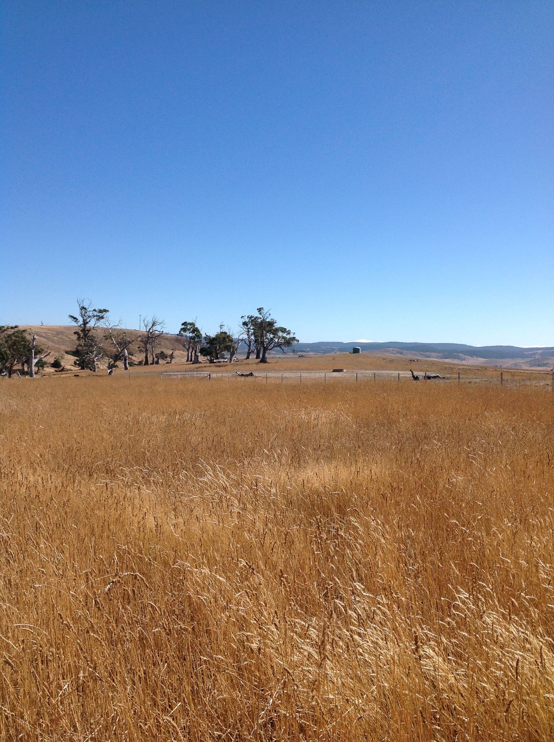 Sheep's eye view of the eastern gate from the Grass Gully into White Gum Wood, before mowing.